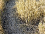 июнь 2004, Знаменский.