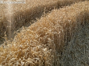 2013, Краснодарский край, Тимашевск