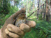 Спасем наших лесных обитателей! Подойдет для какого-нибудь буклета гринписовцев