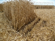 2013, Краснодарский край, Тимашевск