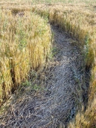 июнь 2004, Знаменский.