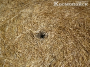 2013, Краснодарский край, Тимашевск