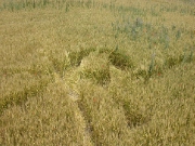 июнь 2004, Знаменский.