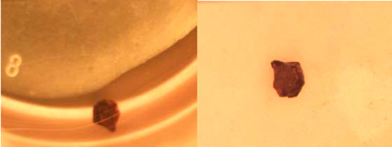 ris2.jpg