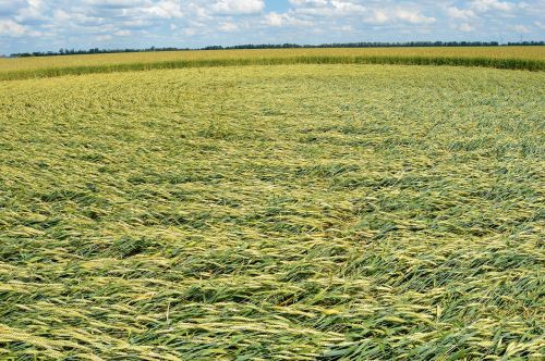 4660432_16.07.2016-kuban-01.jpg